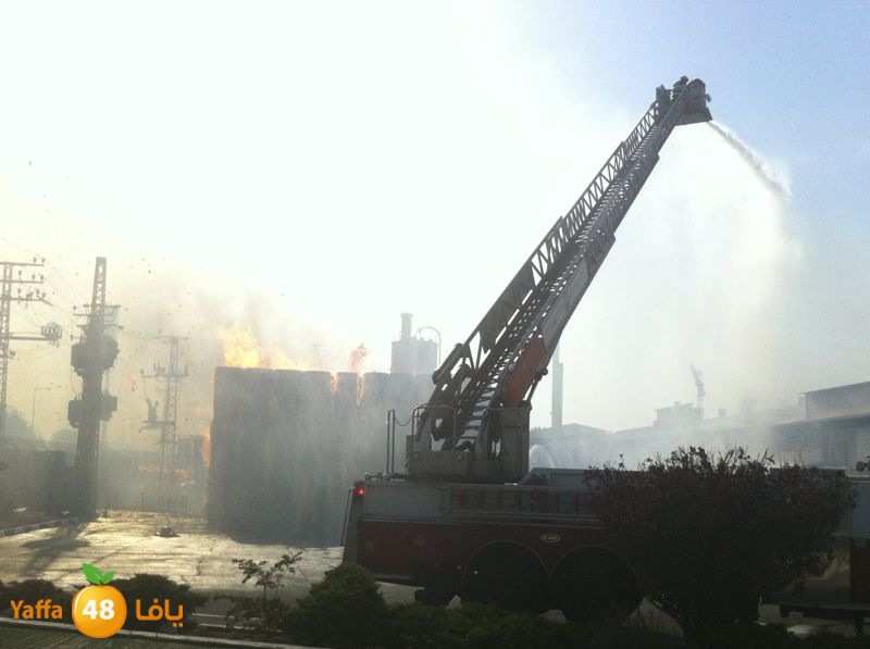 fireludkartoonmasna34 (59).JPG